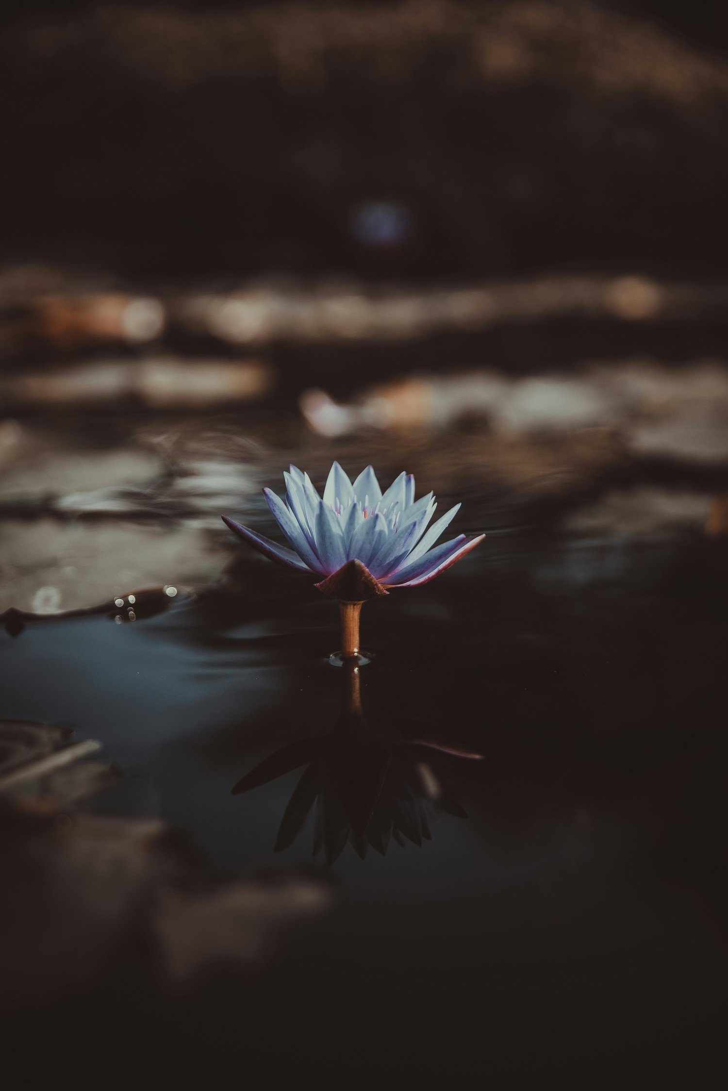 Sacred blue lotus flower floating on dark water